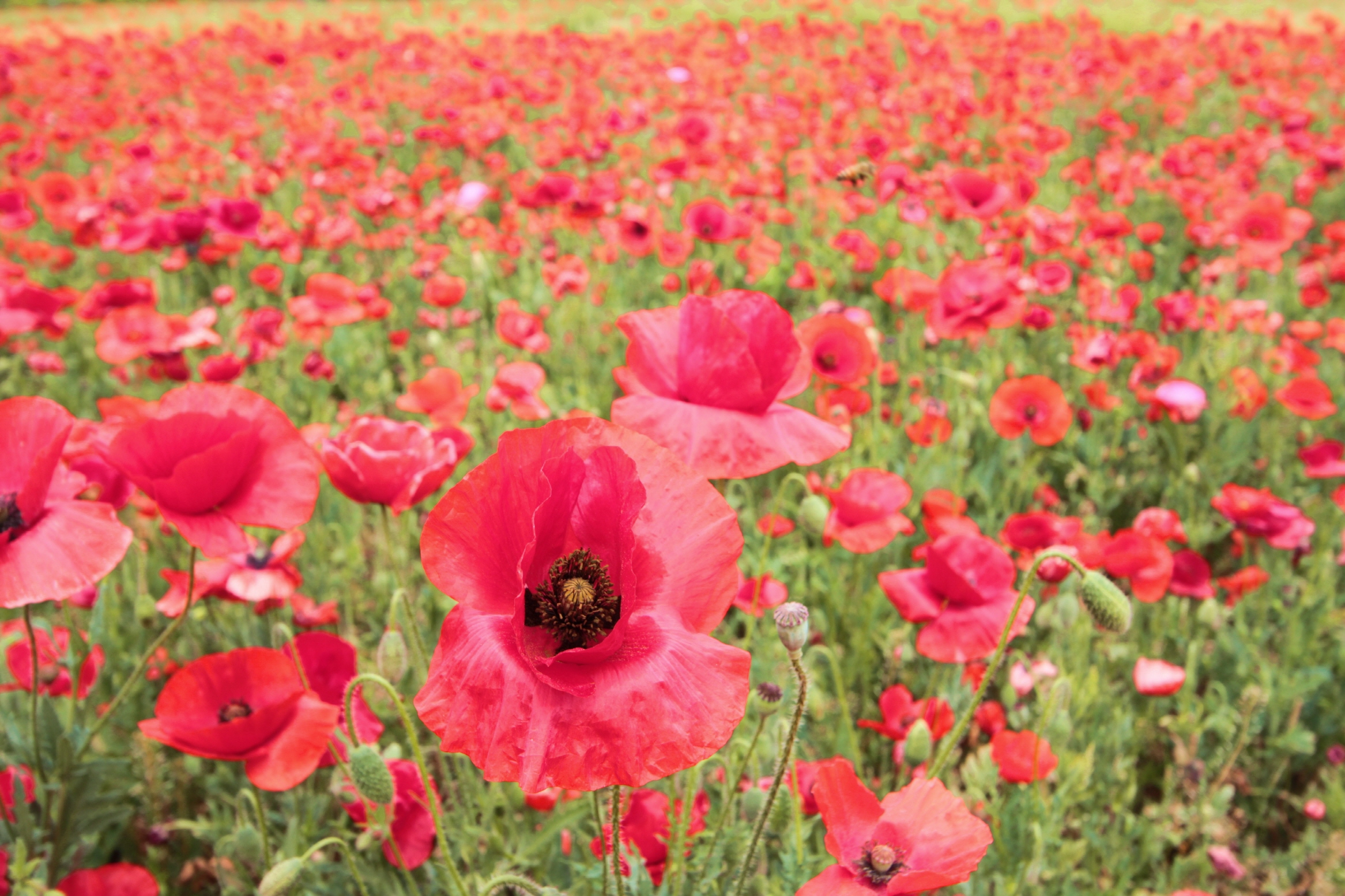 크기변환_호수공원1 011.JPG