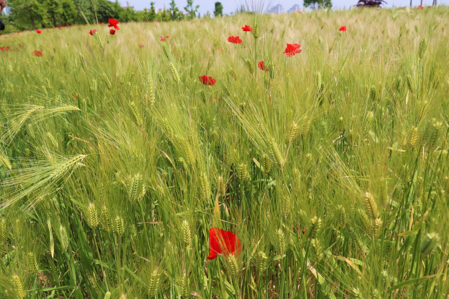 크기변환_호수공원2 052.JPG