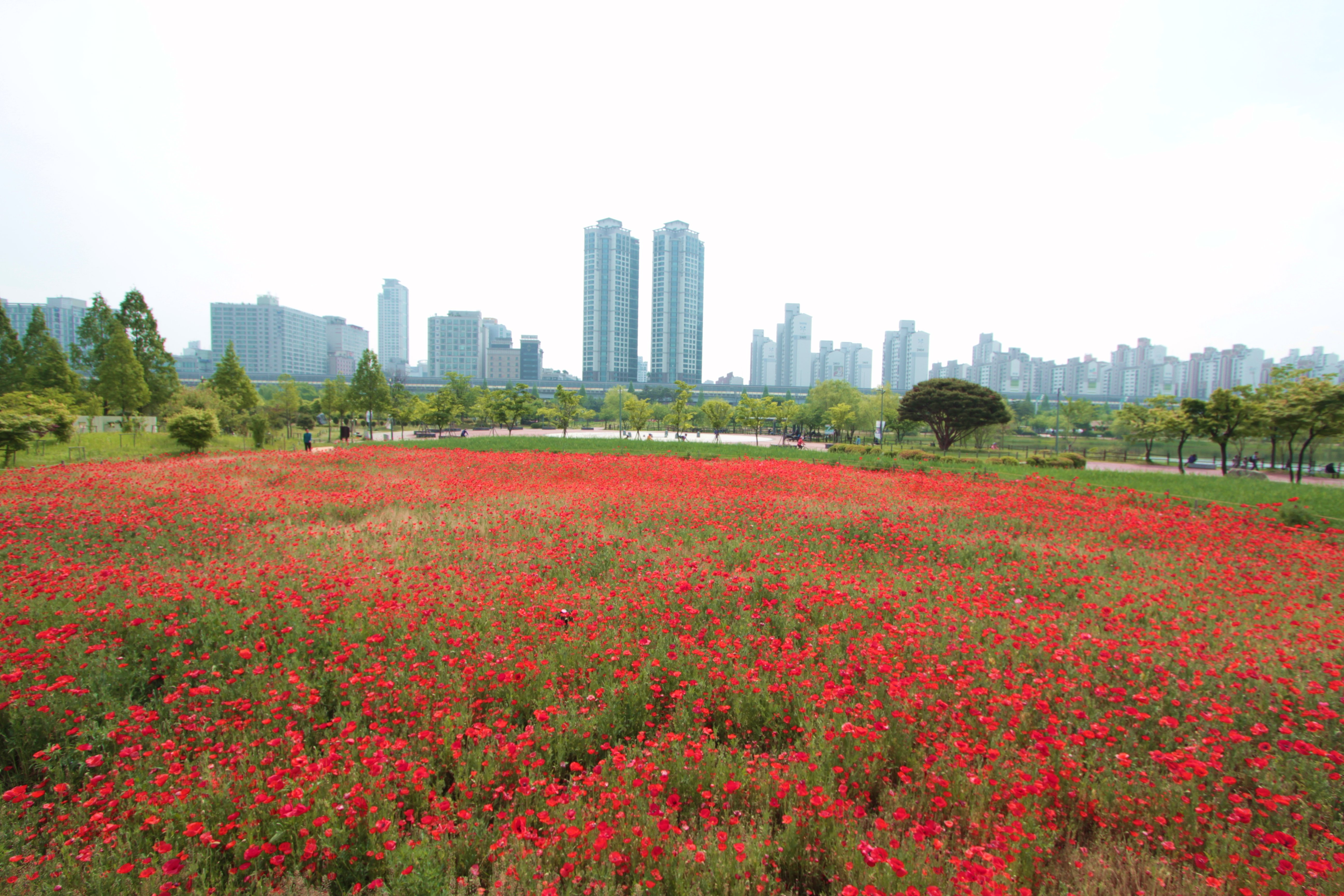 호수공원1 005.JPG