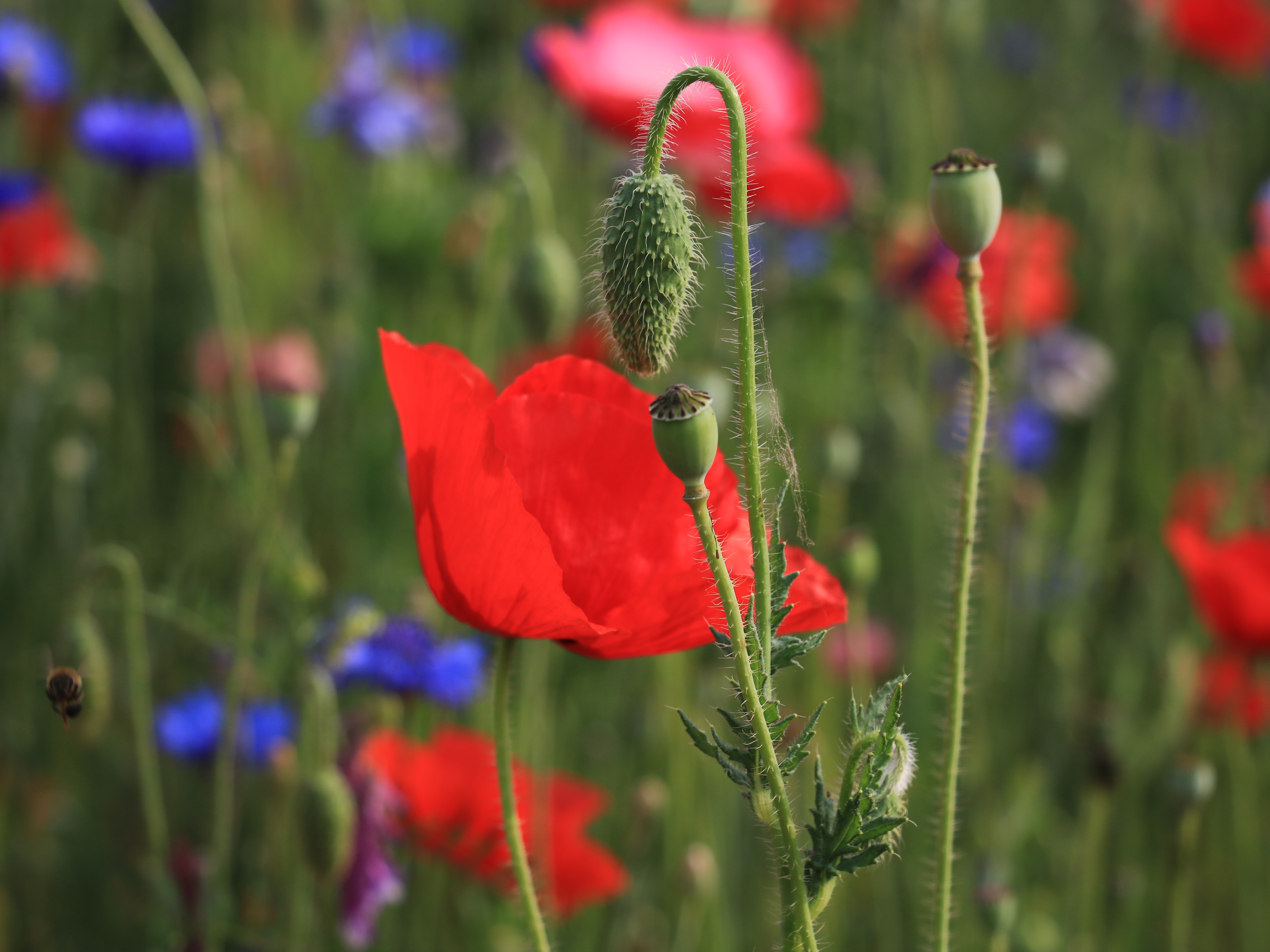 인천 대공원 027.JPG