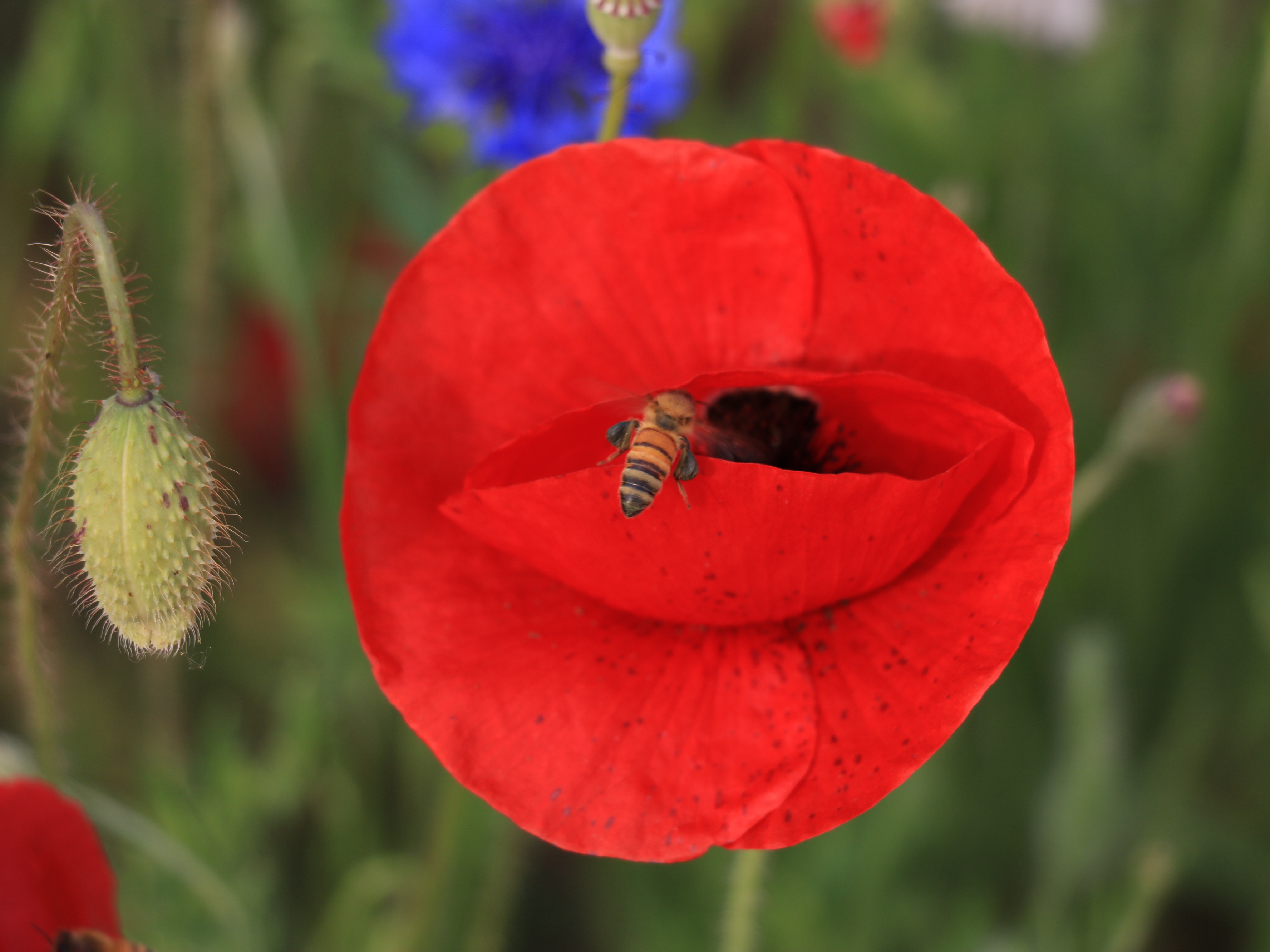 인천 대공원 037.JPG