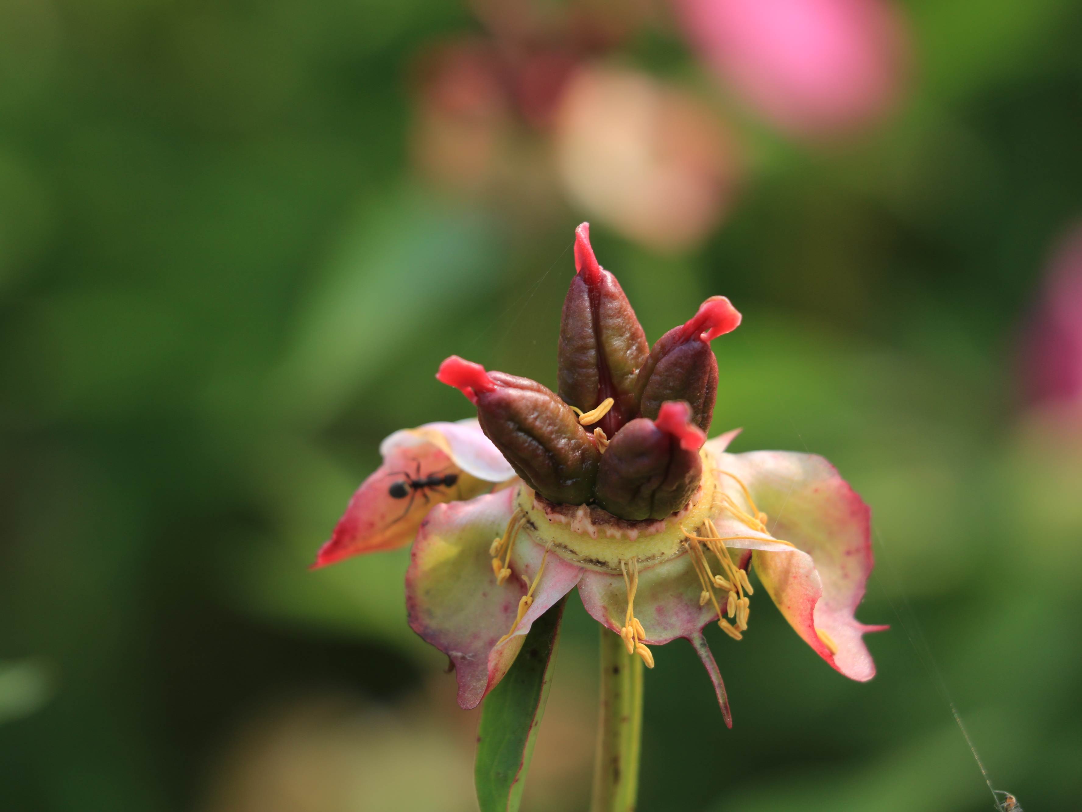 인천 대공원 058.JPG