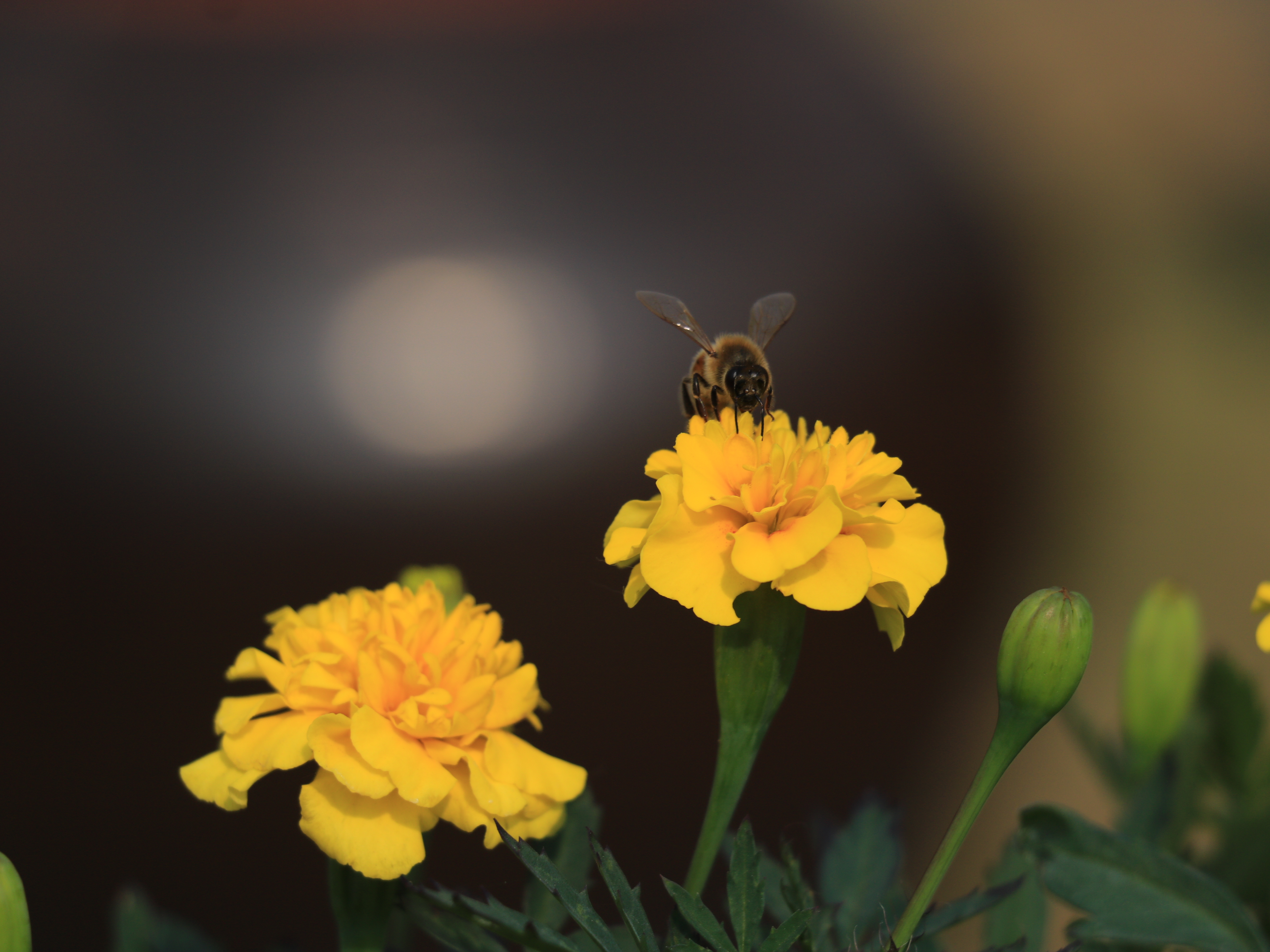 인천 대공원 065.JPG