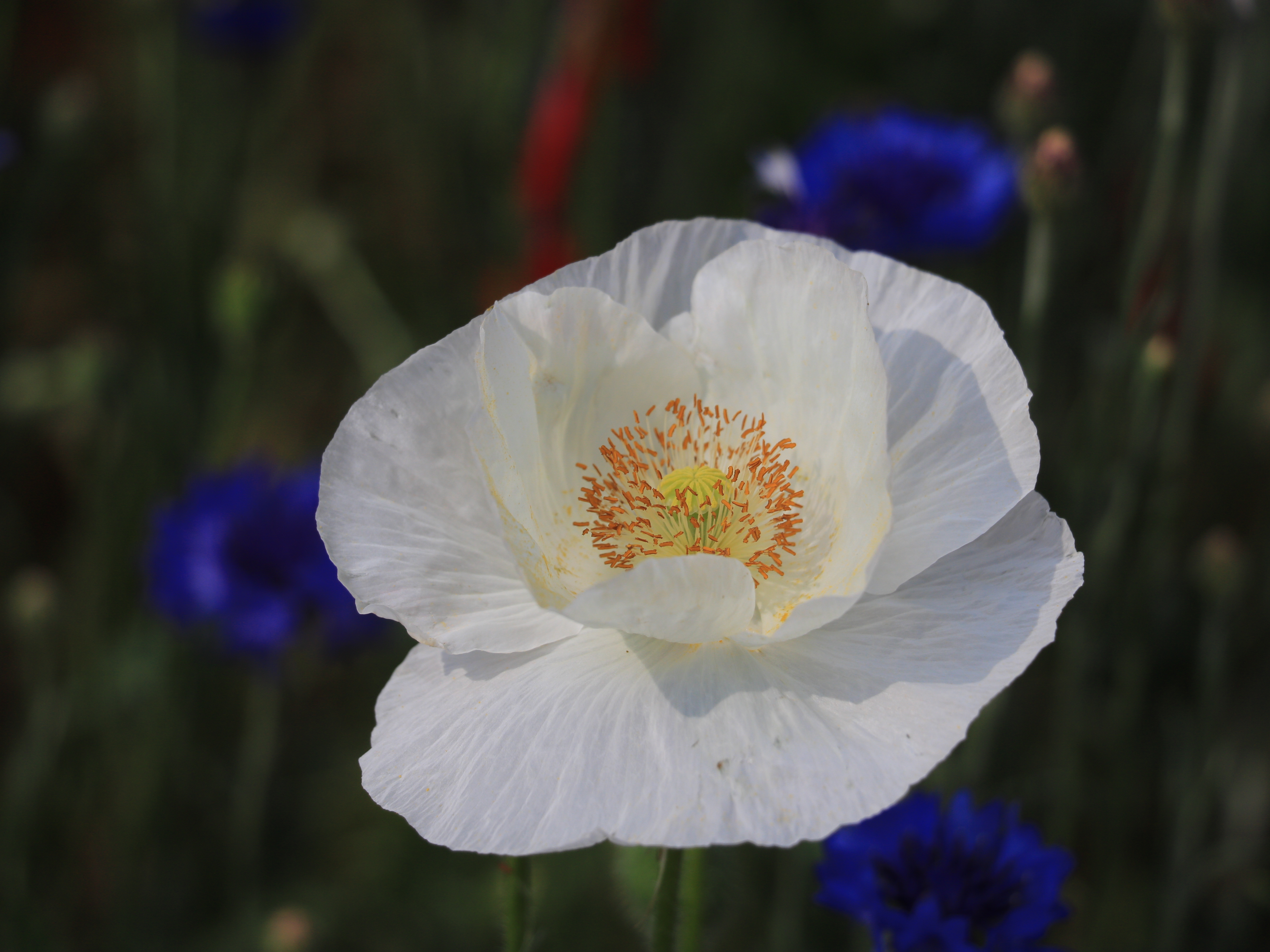 인천 대공원 069.JPG