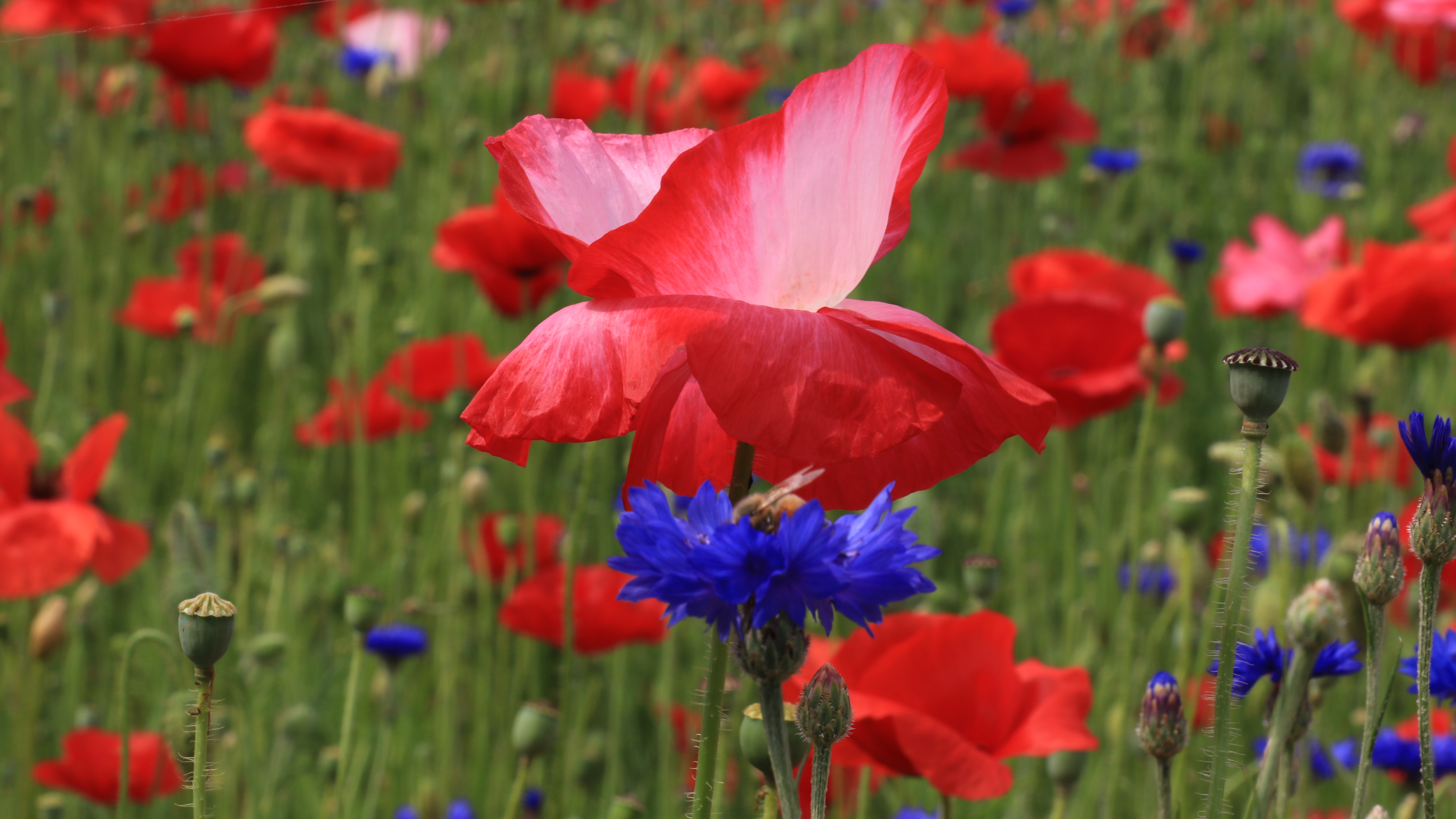 인천 대공원 110.JPG