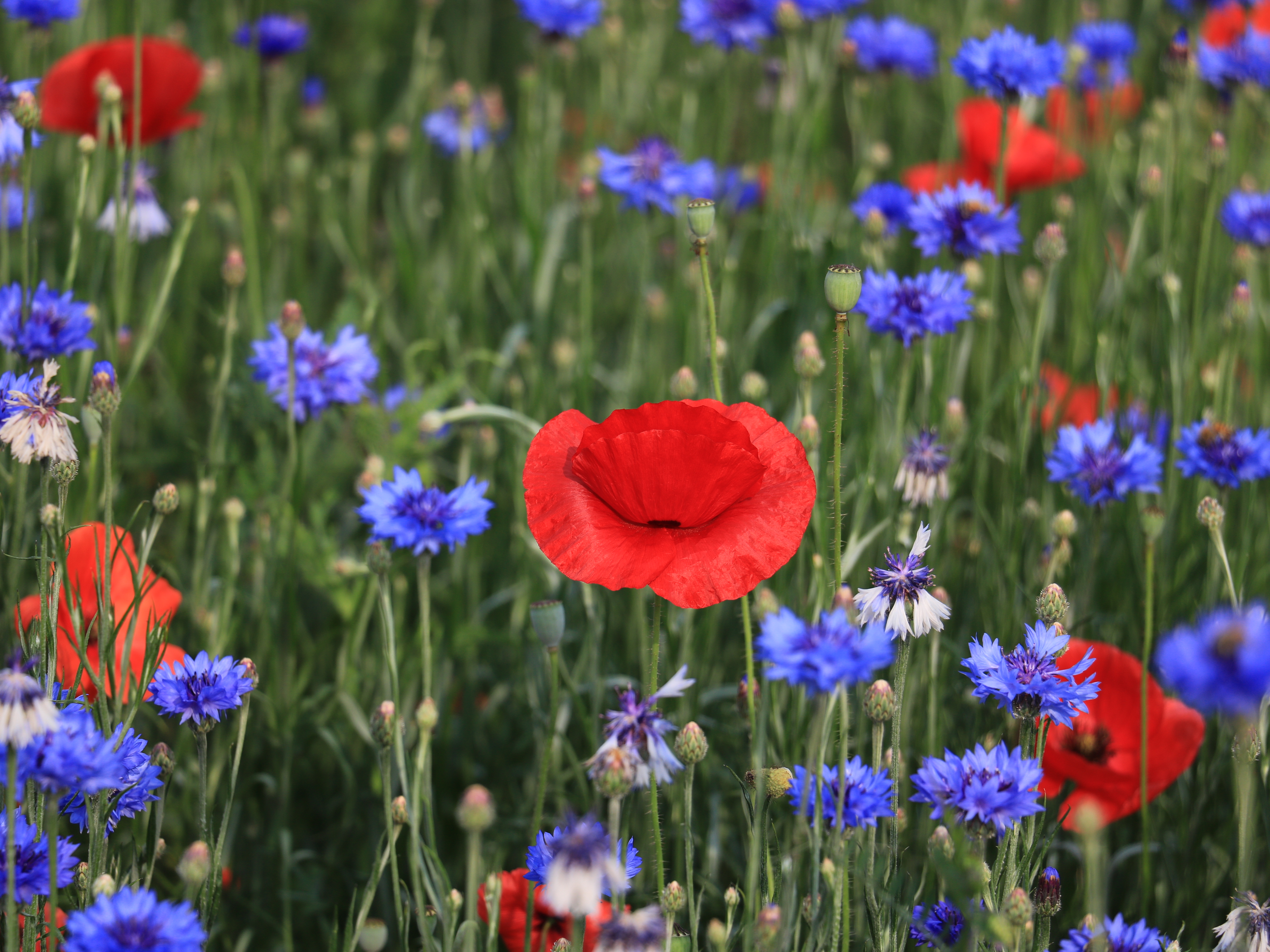 인천 대공원 046.JPG